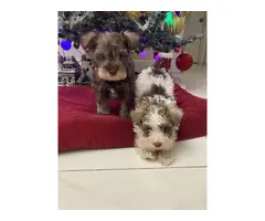 3 Mini Schnauzer puppies available