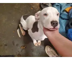 Male blue nose puppy looking for a new home