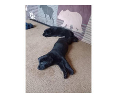 2 black female English lab puppies for sale