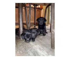 2 black female English lab puppies for sale - 2