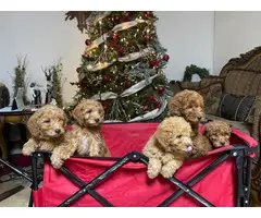 Christmas litter of mini golden doodle pups - 2