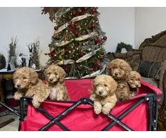 Christmas litter of mini golden doodle pups - 3