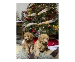 Christmas litter of mini golden doodle pups - 4