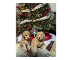 Christmas litter of mini golden doodle pups - 5