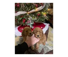 Christmas litter of mini golden doodle pups - 6