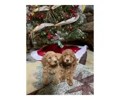 Christmas litter of mini golden doodle pups - 7