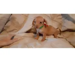 3 female and 1 male Chiweenie puppies for sale