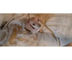 3 female and 1 male Chiweenie puppies for sale - 2