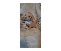 3 female and 1 male Chiweenie puppies for sale - 3