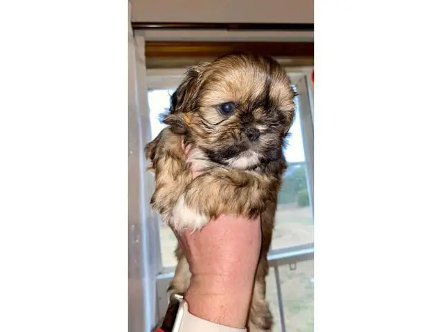 5 AKC ShihTzu Puppies for Sale - 1/14