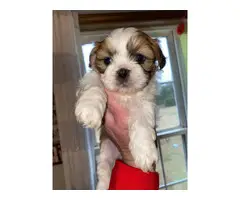 5 AKC ShihTzu Puppies for Sale - 3