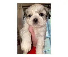 5 AKC ShihTzu Puppies for Sale - 5