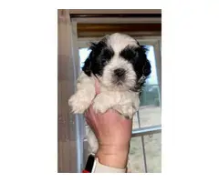 5 AKC ShihTzu Puppies for Sale - 7