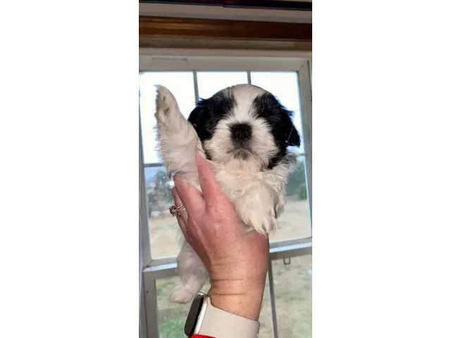 5 AKC ShihTzu Puppies for Sale - 9/14