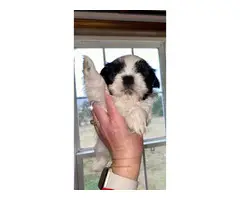 5 AKC ShihTzu Puppies for Sale - 9