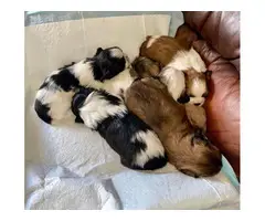 5 AKC ShihTzu Puppies for Sale - 12