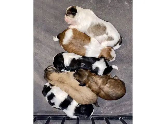 5 AKC ShihTzu Puppies for Sale - 13/14