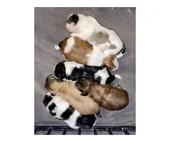 5 AKC ShihTzu Puppies for Sale - 13
