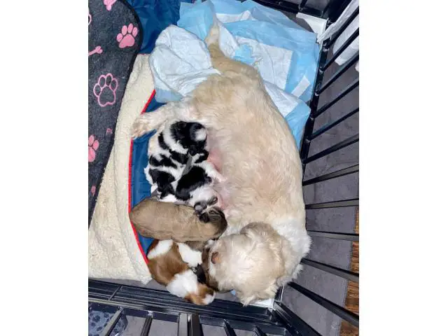5 AKC ShihTzu Puppies for Sale - 14/14