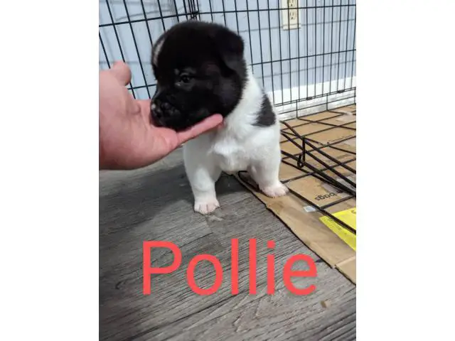 American/ Japanese Akita Puppies for Sale - 1/5
