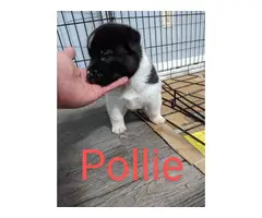 American/ Japanese Akita Puppies for Sale - 1