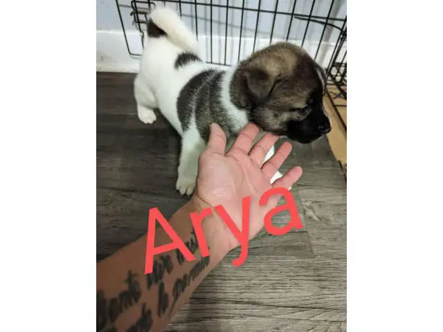 American/ Japanese Akita Puppies for Sale - 5/5