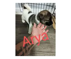 American/ Japanese Akita Puppies for Sale - 5