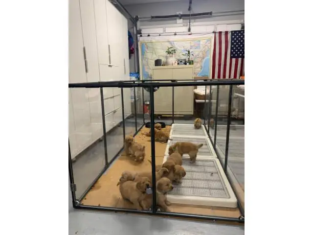 Akc full breeding rights golden retriever puppies - 11/11