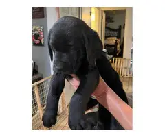 AKC Lab puppies in black and yellow