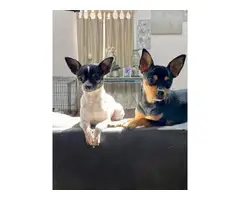 2 Pure Bred Chihuahua Puppies