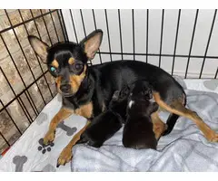 2 Pure Bred Chihuahua Puppies - 2