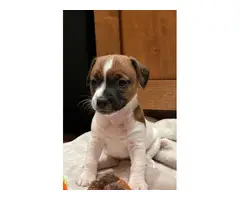 3 beautiful purebred Jack Russell puppies for sale