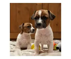 3 beautiful purebred Jack Russell puppies for sale