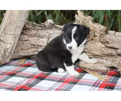 6 ABCA Registered Border Collie puppies for sale