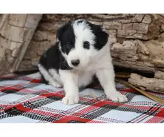 6 ABCA Registered Border Collie puppies for sale