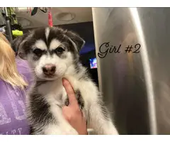 9 weeks old Siberian Husky for Sale - 5