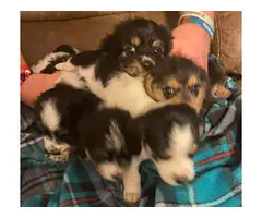 Dachshund Bichon mix puppies for sale