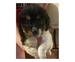 Dachshund Bichon mix puppies for sale