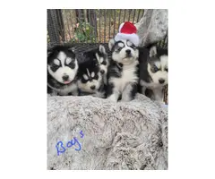 6 purebred Siberian Husky puppies for sale - 1