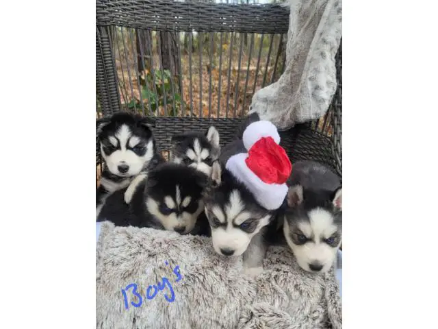 6 purebred Siberian Husky puppies for sale - 2/15