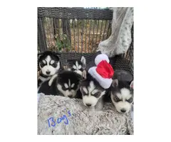 6 purebred Siberian Husky puppies for sale