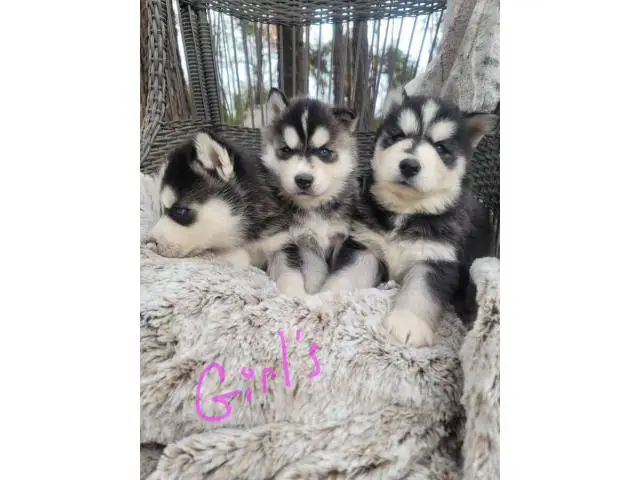 6 purebred Siberian Husky puppies for sale - 11/15