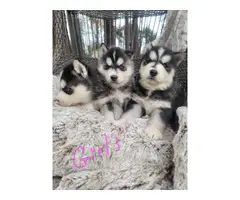 6 purebred Siberian Husky puppies for sale - 11