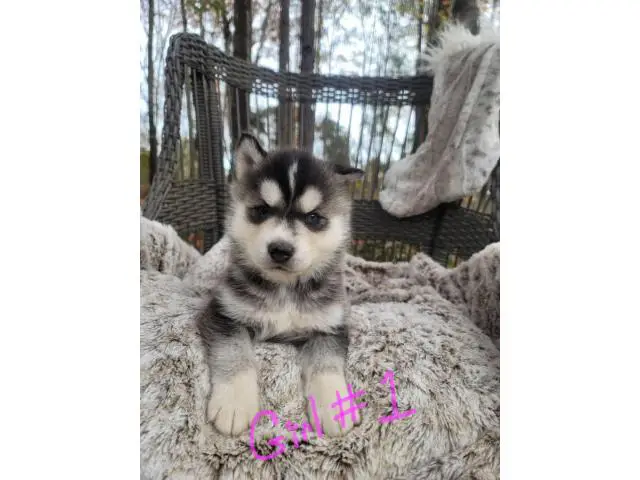 6 purebred Siberian Husky puppies for sale - 12/15