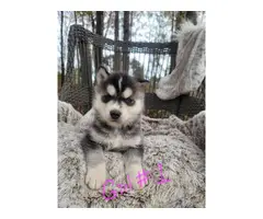 6 purebred Siberian Husky puppies for sale - 12