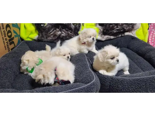 6 beautiful White Pekingese puppies for sale - 1/15