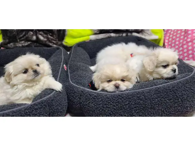 6 beautiful White Pekingese puppies for sale - 2/15
