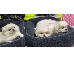 6 beautiful White Pekingese puppies for sale - 2
