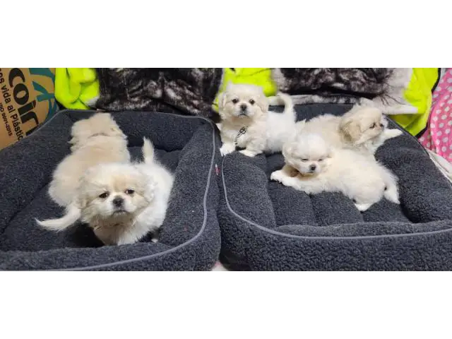 6 beautiful White Pekingese puppies for sale - 3/15