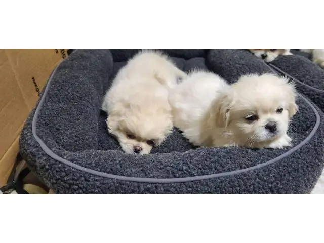 6 beautiful White Pekingese puppies for sale - 4/15